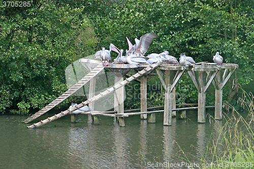 Image of Pelicans