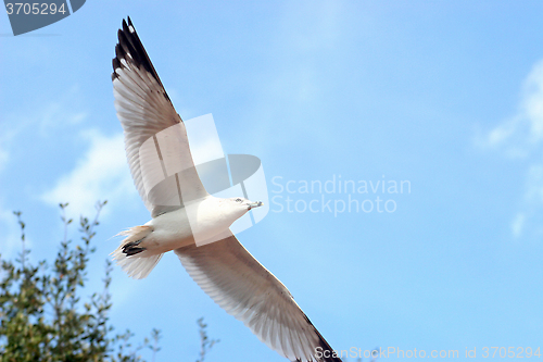 Image of Seagull