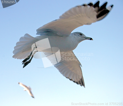 Image of Seagulls