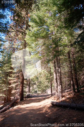 Image of Hiking in forest