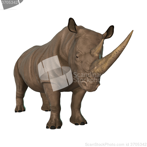 Image of Wild  Rhinoceros on White