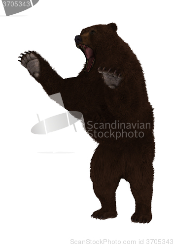 Image of Grizzly Bear on White