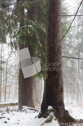 Image of Winter view of natural forest with dead spruce tree in mist