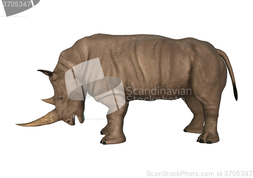 Image of Wild  Rhinoceros on White