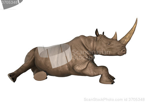 Image of Wild  Rhinoceros on White