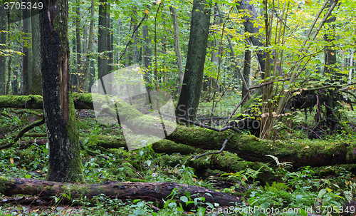 Image of Old oak tree and water in late fall forest