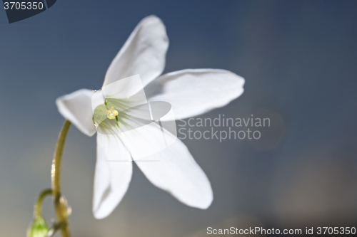 Image of Macro of white flower