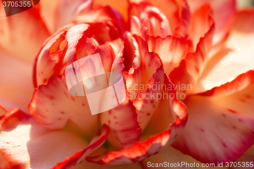 Image of Carnation flower macro