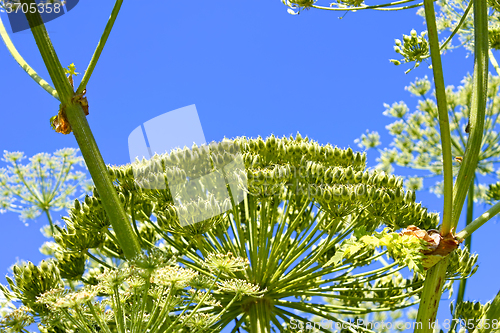 Image of Giant Hogweed with ripening seeds