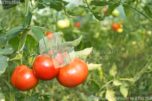 Image of Red tomatoes ripening in greenhouse