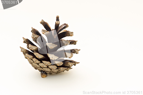 Image of Pine cone