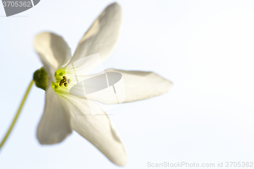 Image of Macro of small flower
