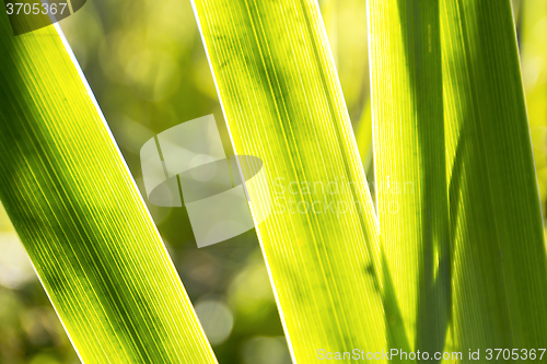 Image of Lush green vegetation background