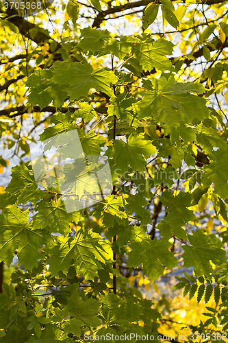 Image of Vivid leaves of maple