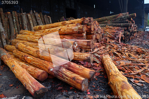 Image of Mangrove trees  used to make charcoal.