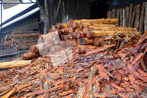 Image of Mangrove trees  used to make charcoal.