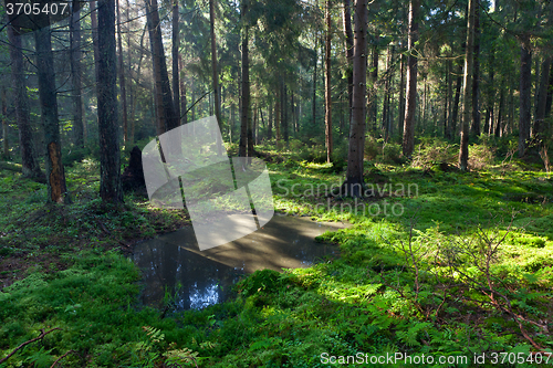 Image of Open standing water inside coniferous stand