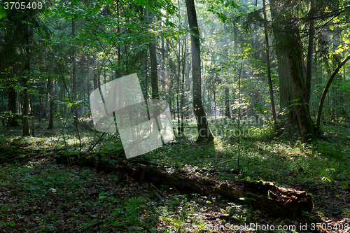 Image of Misty deciduous stand before sunset