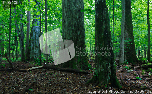 Image of Deciduous stand in summer with broken trees