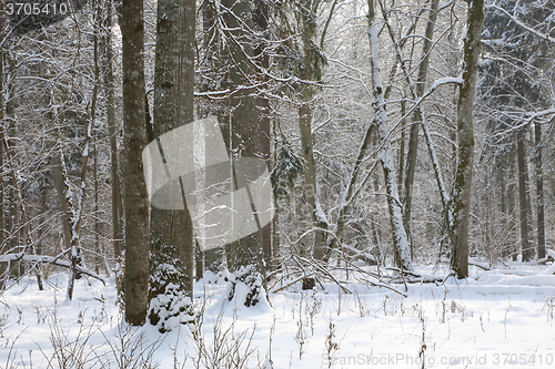 Image of Trees snow wrapped blizzard after