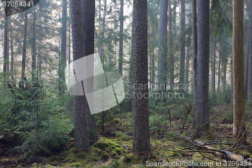 Image of Coniferous stand of Bialowieza Forest in morning