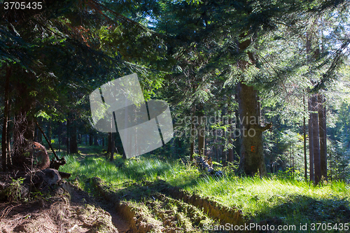 Image of Summer sunrise in Bieszczady Mountain coniferous stand