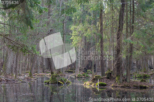 Image of Springtime wet mixed forest with standing water