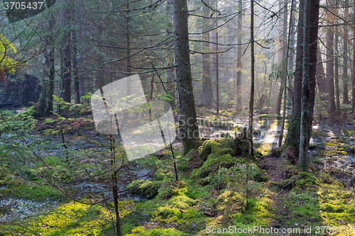 Image of Sunbeam entering rich swampy coniferous forest