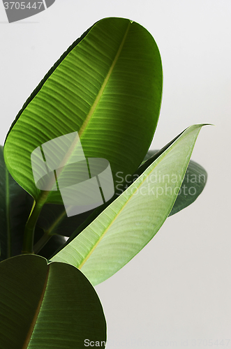 Image of large green leaves of ficus on a neutral