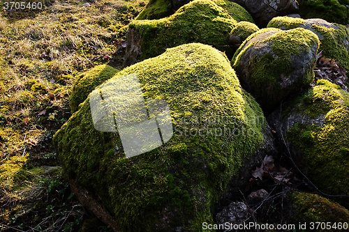 Image of overgrown with moss stones