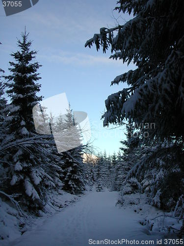 Image of Forest road with snow