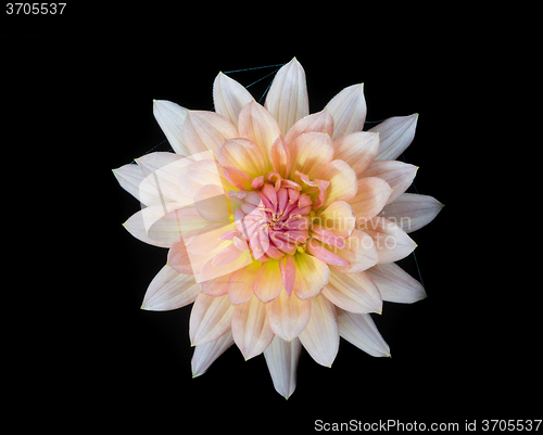 Image of beautiful dahlia flower