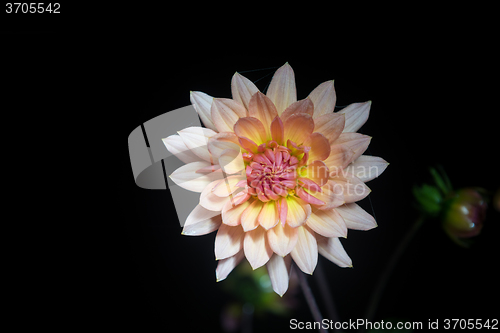 Image of beautiful dahlia flower