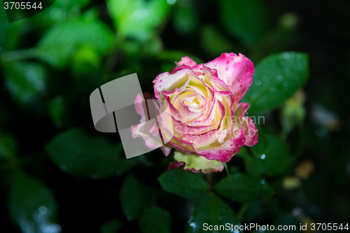 Image of rose flower in garden