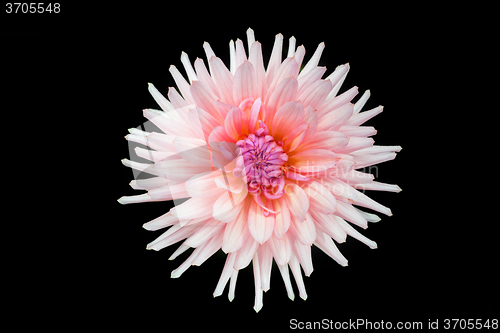 Image of beautiful pink  dahlia flower isolated