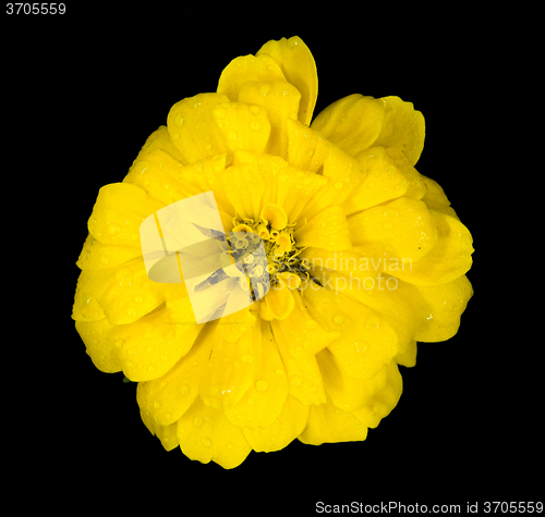 Image of beautiful yellow flower