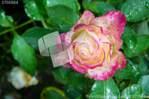 Image of rose flower in garden