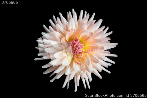 Image of beautiful dahlia flower isolated