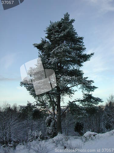Image of Tree with snow