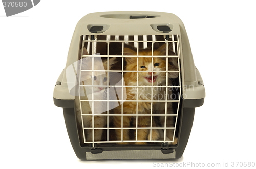 Image of Kittens in transport box isolated on white background