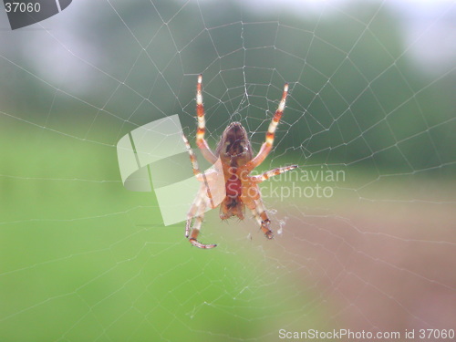 Image of Spider and web