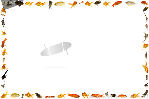 Image of Fish frame isolated on white background