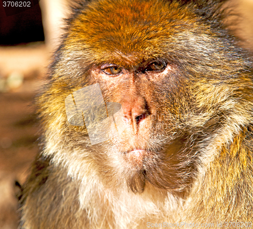 Image of old monkey in africa morocco and natural background fauna close 