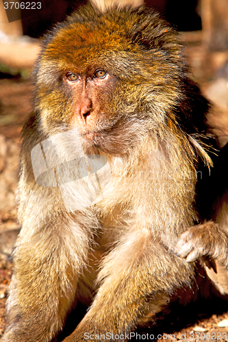 Image of old monkey in   and natural background fauna  