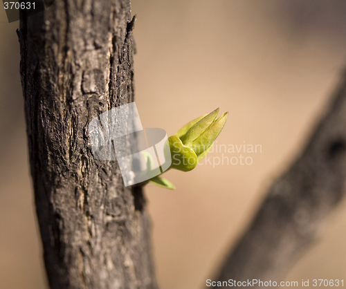 Image of Perky Bud