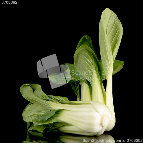 Image of Pak choi on black 