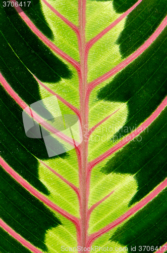 Image of Green leaf with red veins 