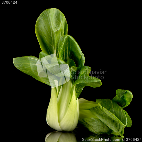 Image of Pak choi on black 