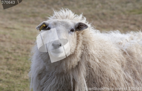 Image of Sheep