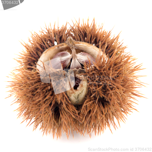 Image of Chestnuts with shell 